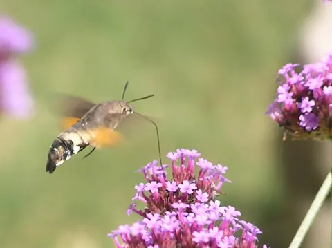 Hummingbird hawk-moth in the garden
