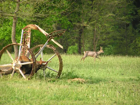 Deer in the grounds at Lasclottes
