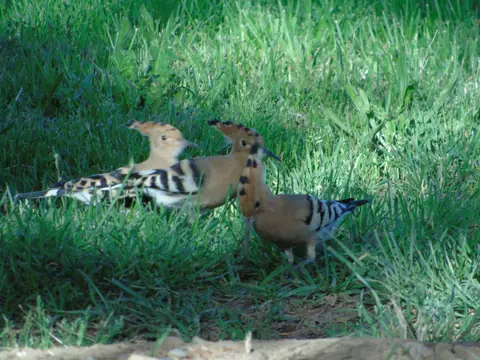 Hoopoe bird at Lasclottes