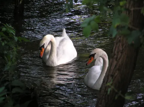 Swans on the River Lot